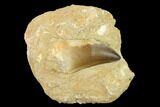 Mosasaur (Prognathodon) Tooth In Rock - Morocco #140637-1